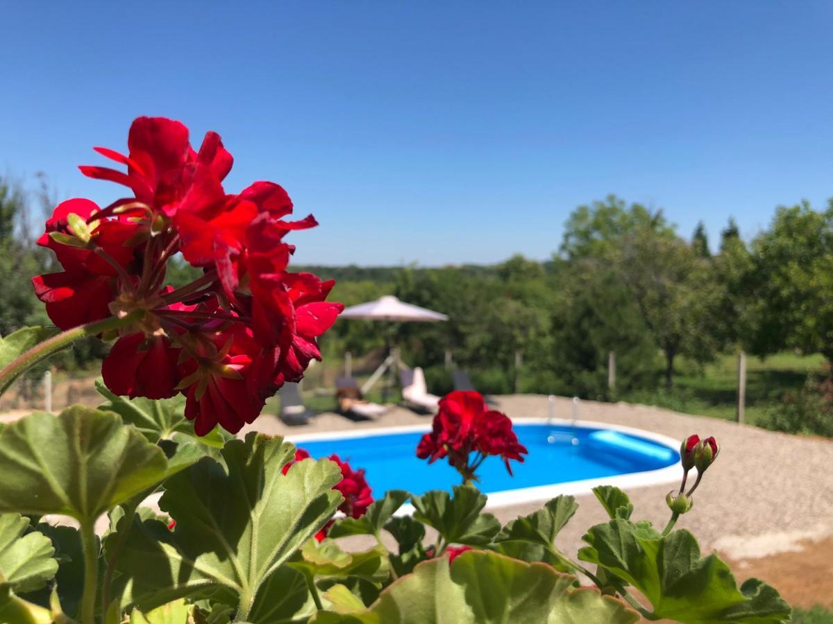 Sremska Kamenica Fruska Pool House 빌라 외부 사진